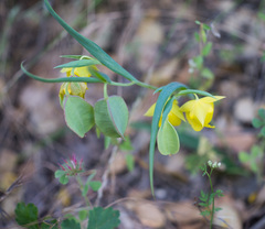 Calochortus pulchellus