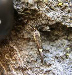 Esperia sulphurella