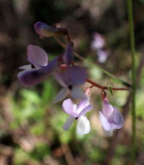 Vicia acutifolia