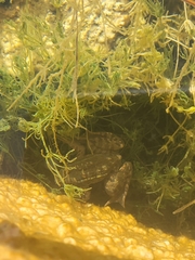Lithobates chiricahuensis