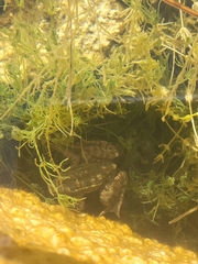 Lithobates chiricahuensis