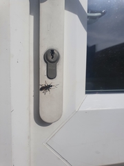 Ichneumon stramentor