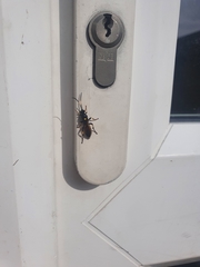 Ichneumon stramentor