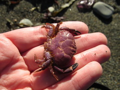 Paraxanthus barbiger