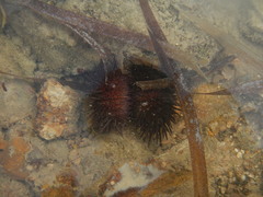 Echinometra lucunter