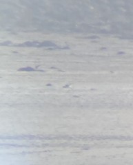 Recurvirostra avosetta