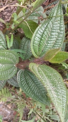 Miconia australis