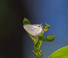 Theclinesthes miskini