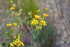 Coronilla juncea