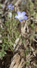 Nemophila menziesii integrifolia