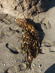 Lessonia trabeculata