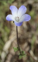 Nemophila menziesii integrifolia