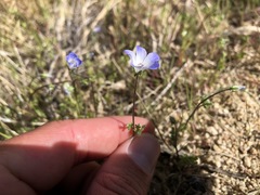 Nemophila menziesii integrifolia