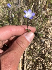 Nemophila menziesii integrifolia