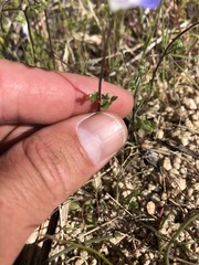 Nemophila menziesii integrifolia