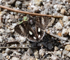 Litocala sexsignata