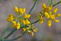 Coronilla juncea