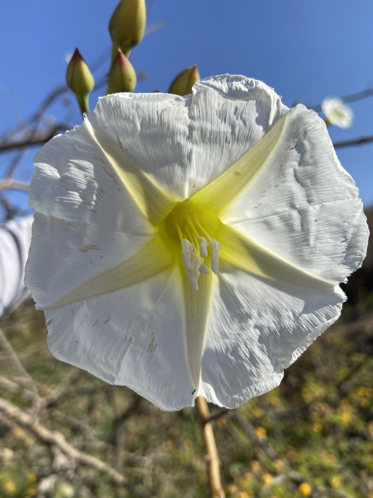 Tree Morning Glory