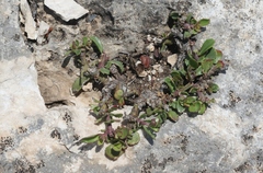 Penstemon baccharifolius