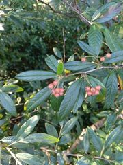 Cotoneaster frigidus