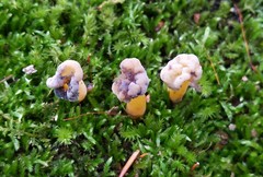 Hypomyces leotiicola