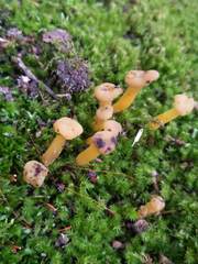 Hypomyces leotiicola