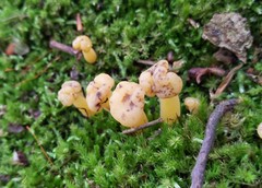 Hypomyces leotiicola