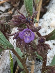 Phacelia marcescens