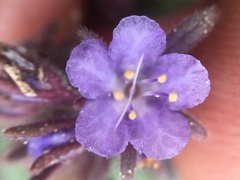 Phacelia quickii