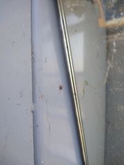 Larinioides sclopetarius