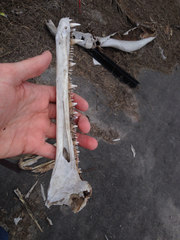 Atractosteus spatula