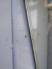 Larinioides sclopetarius