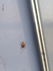 Larinioides sclopetarius