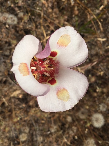 iNaturalist observation photo of Butterfly Mariposa Lily