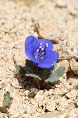 Phacelia nashiana