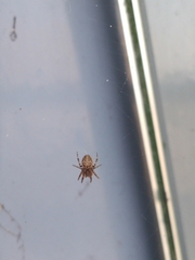 Larinioides sclopetarius