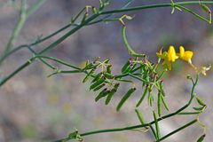 Coronilla juncea