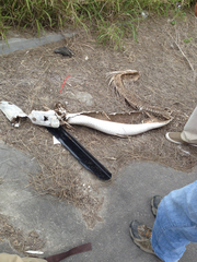 Atractosteus spatula