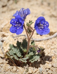 Phacelia nashiana
