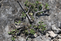 Penstemon baccharifolius