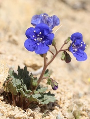 Phacelia nashiana