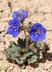 Phacelia nashiana