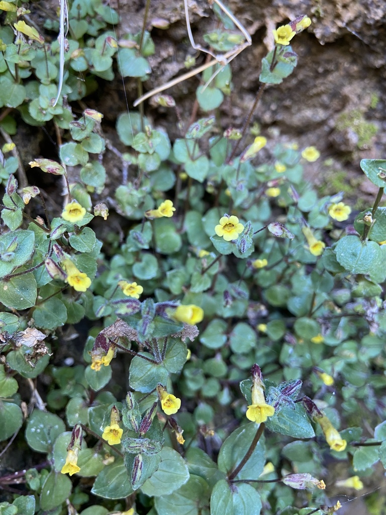 Erythranthe visibilis