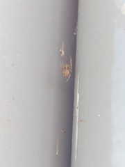 Larinioides sclopetarius