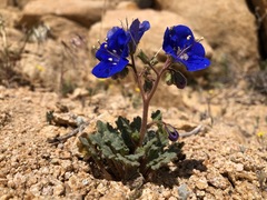Phacelia nashiana
