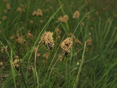 Carex stenophylla