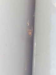 Larinioides sclopetarius