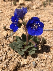 Phacelia nashiana