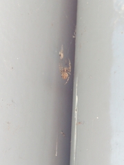 Larinioides sclopetarius