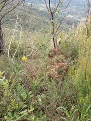 Genista triacanthos
